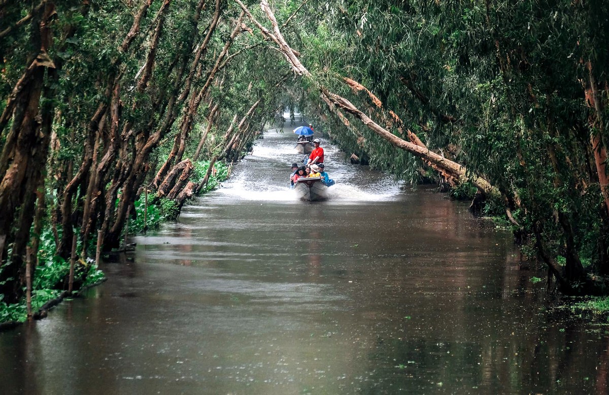Tra Su Cajuput Forest in the flooding season