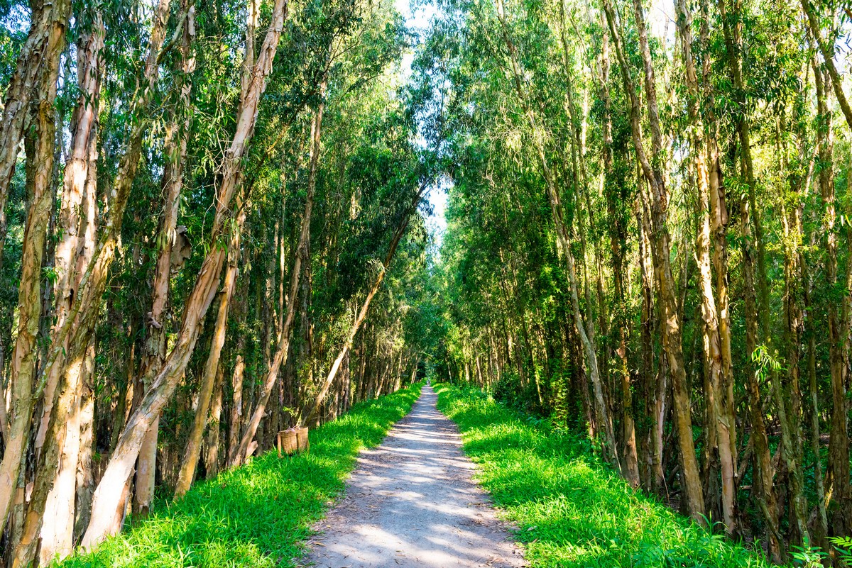 Tra Su Cajuput Forest in the dry season