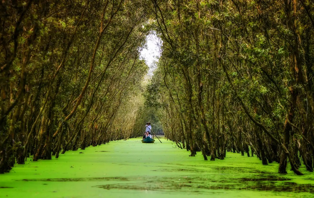 Destinations in Mekong Delta: Tra Su Cajuput Forest (An Giang)