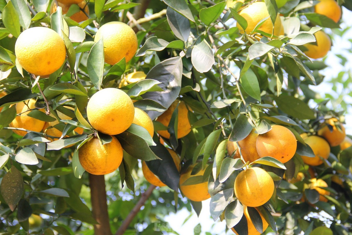 What to eat in Cua Lo: Xa Doai Orange