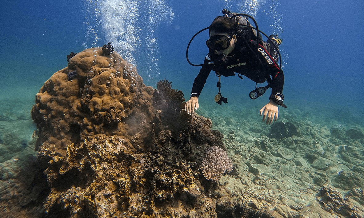 Exploring coral reefs is an exciting activity for visitors in engage in during their trip to Nha Trang
