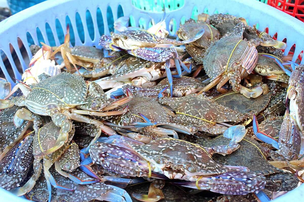 Food in Phu Quoc Island - Ham Ninh Blue Crabs