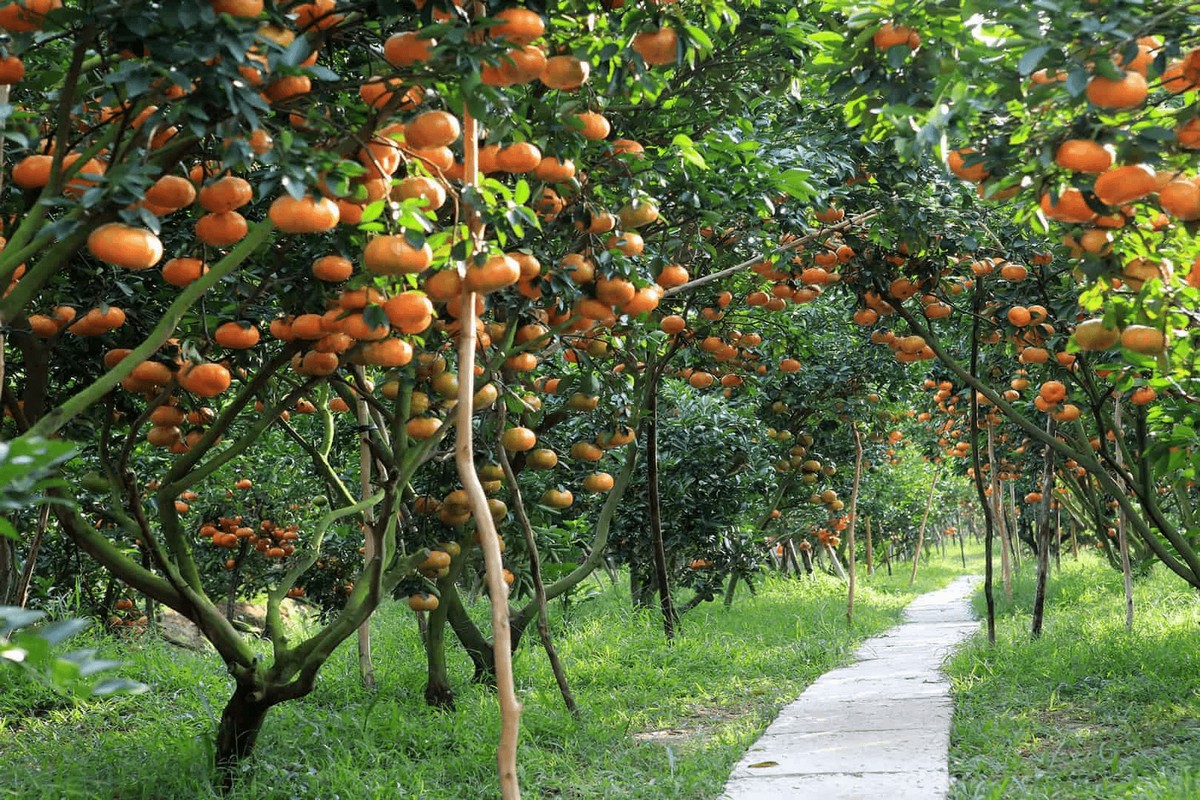 Mekong Delta Things to Do - Explore the bountiful orchards and gardens