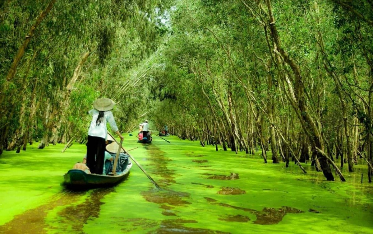 Mekong Delta Travel Guide: Top-Rated Destinations - Tra Su Cajuput Forest