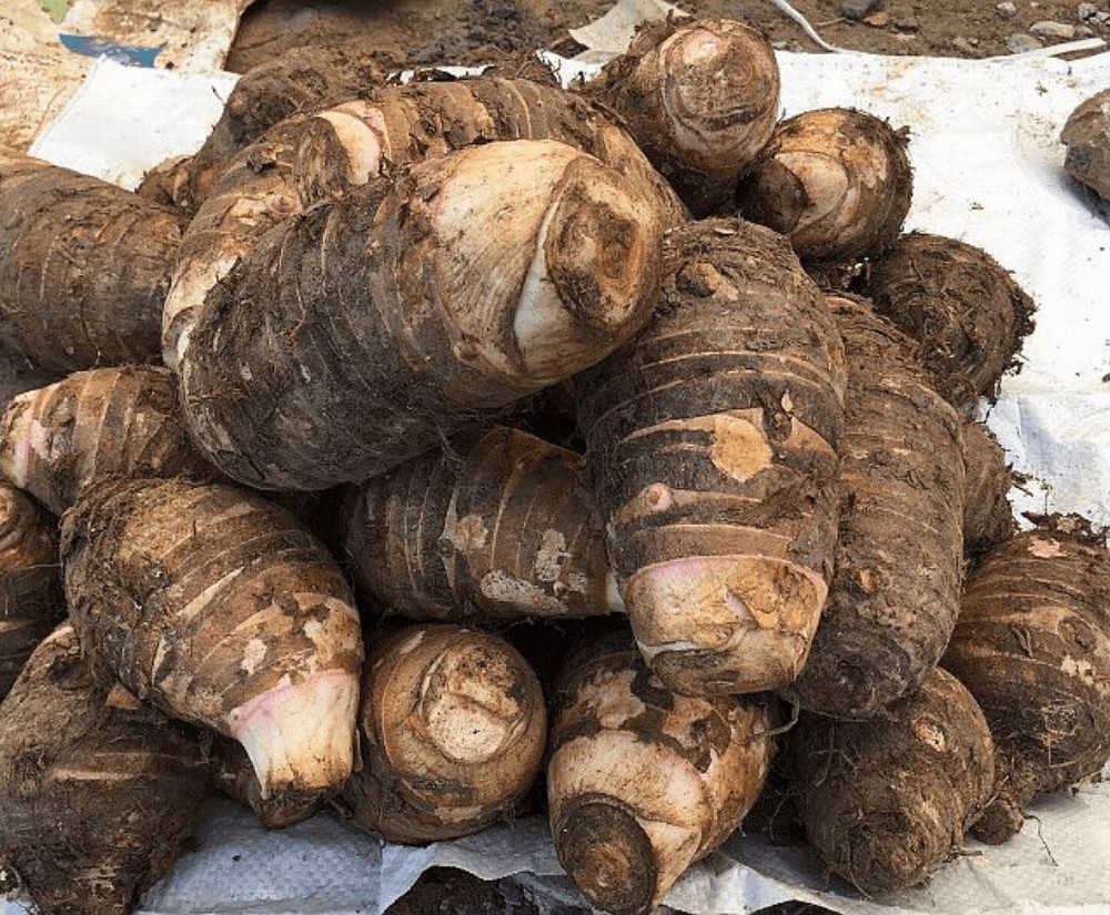 Moc Chau Travel Guide: Must-try Local Food - Wild Taro
