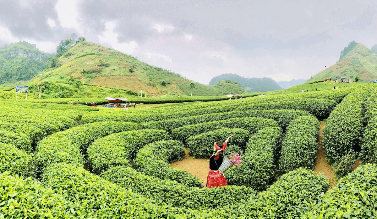 Moc Chau Travel Guide Top Tourist Attractions - Moc Chau Heart-Shaped Green Tea Hill