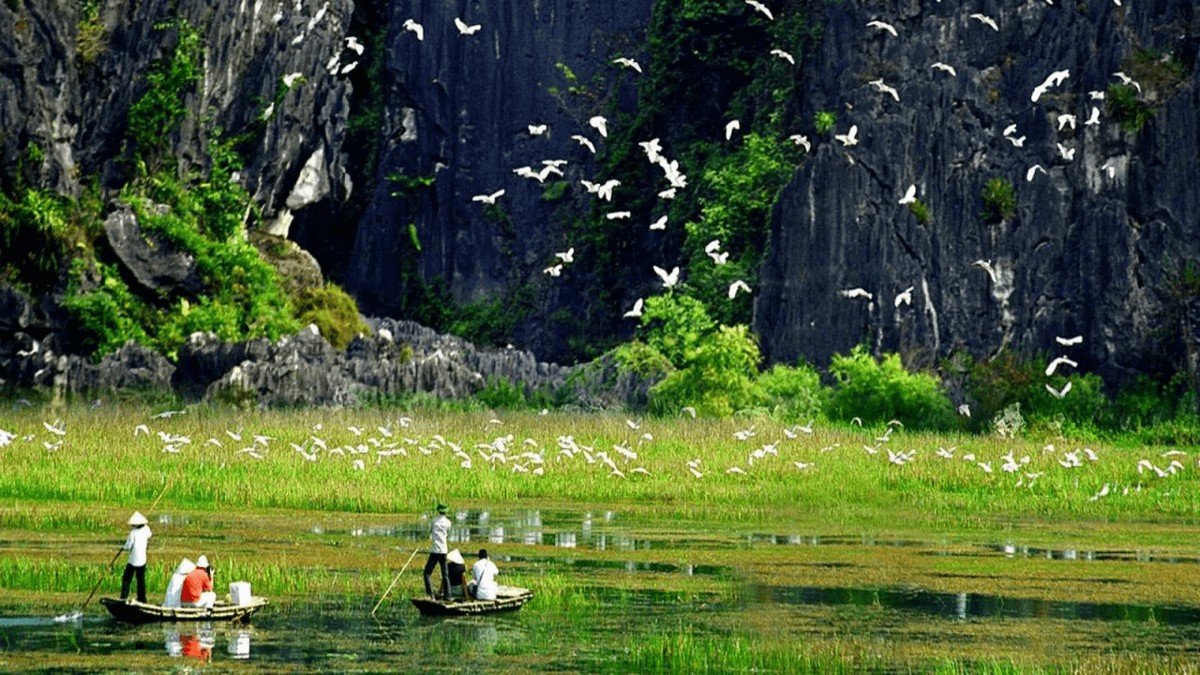 Ninh Binh Travel Guide Best Things to Do - Admire flocks of birds flying back home