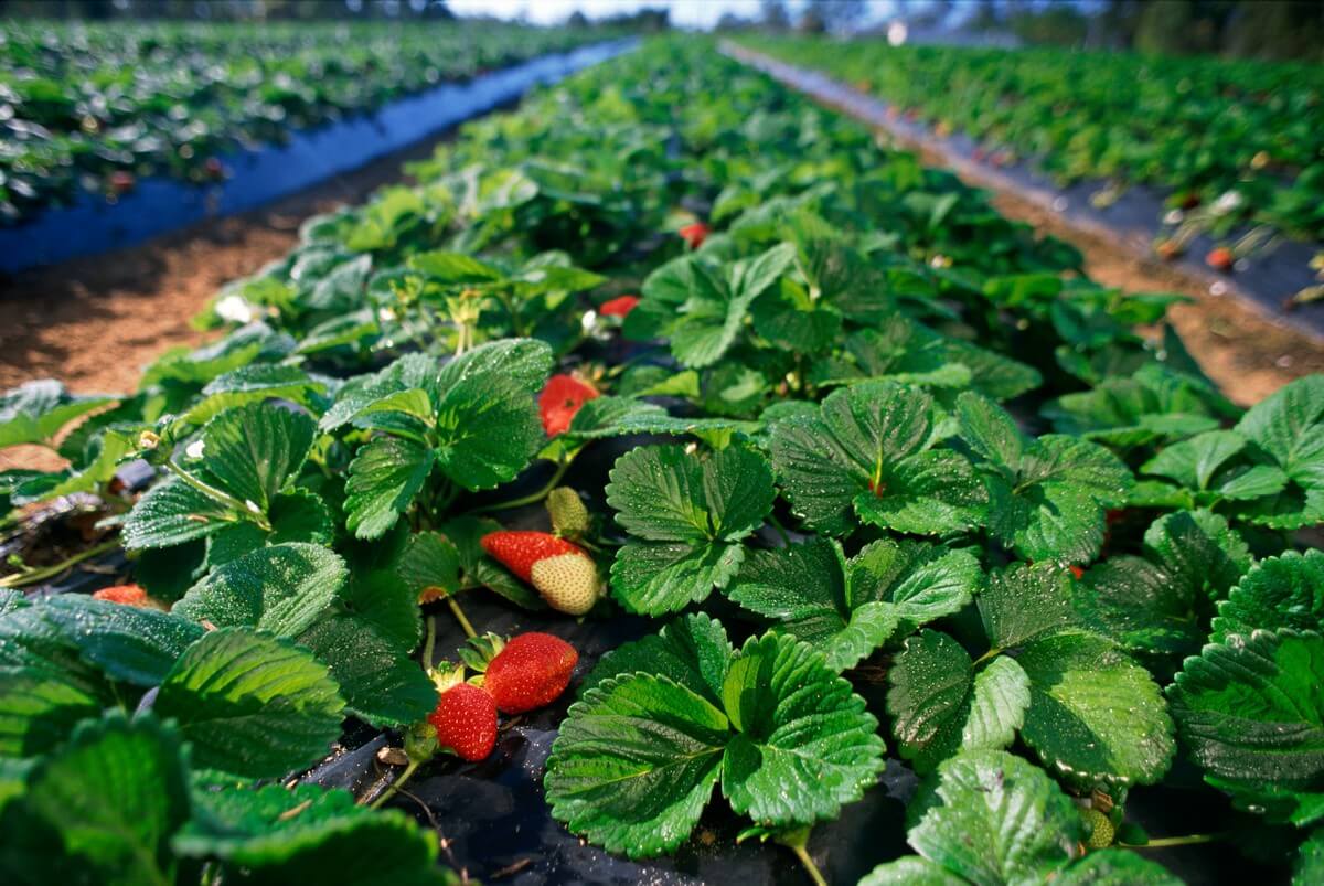 Strawberry gardens - One of the highlights in Da Lat City 