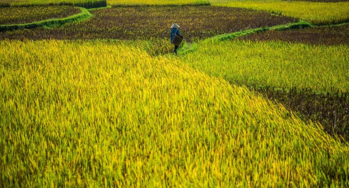 The beautiful golden fields in Mai Chau