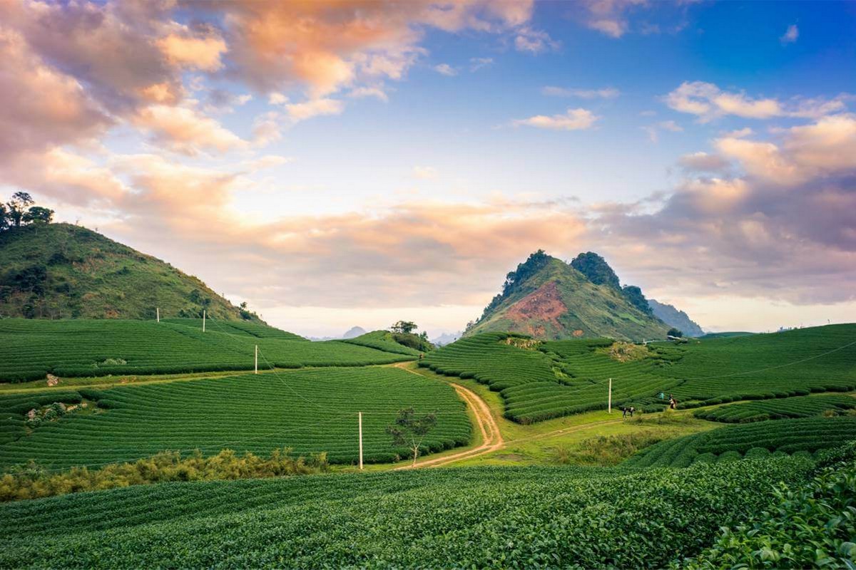 The breathtaking landscape of green tea hills in Moc Chau