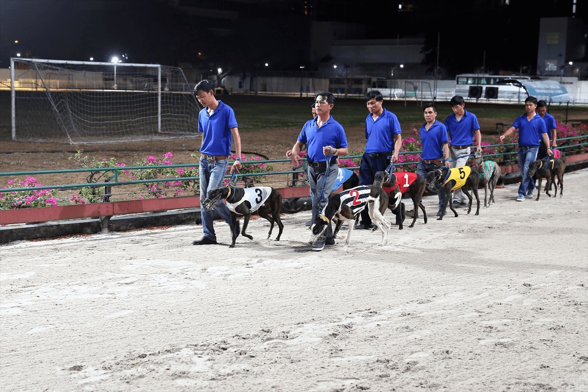 Vung Tau Travel Guide: Best Things to Do - Watch dog races