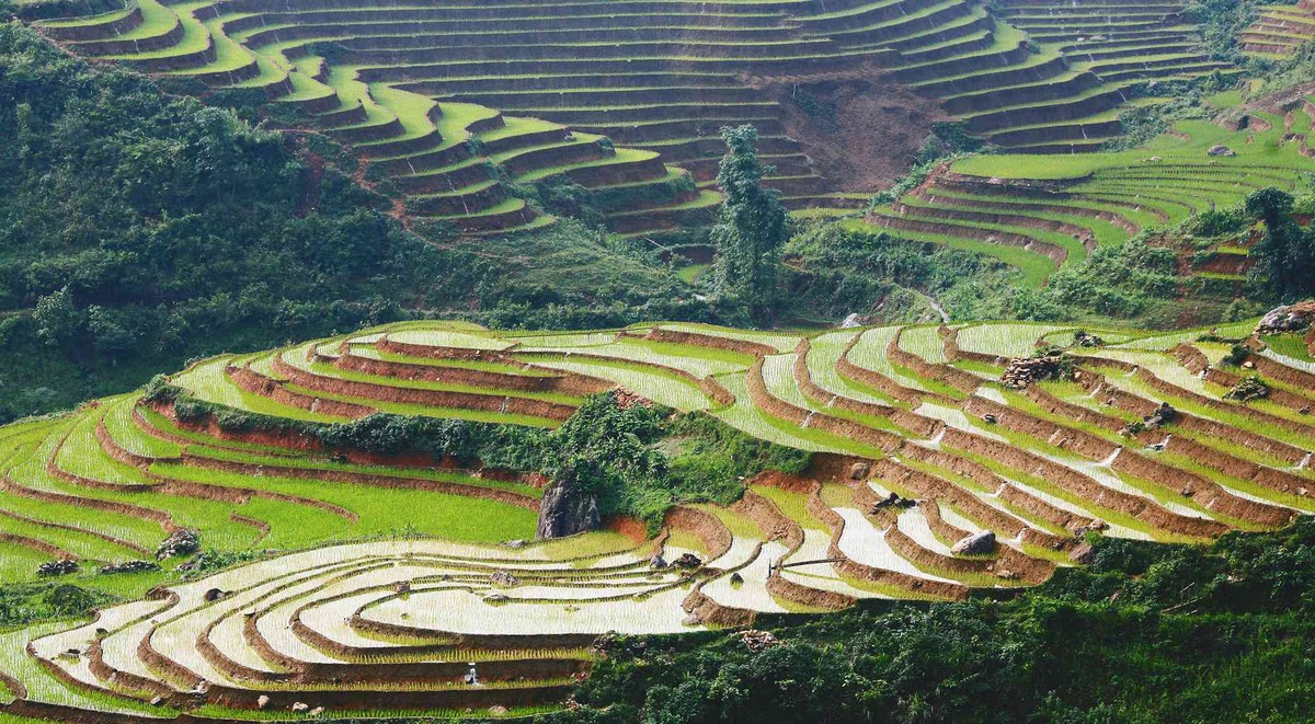 Best Things to Do in Sapa - Admire the Terraced Rice Fields