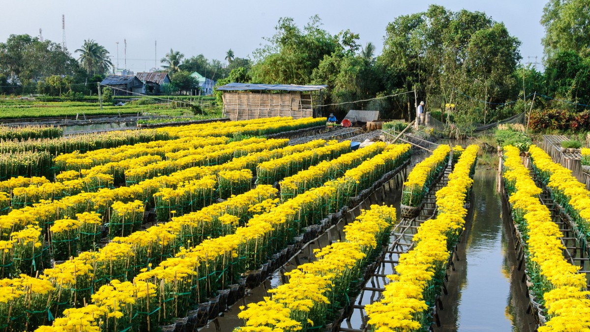 Things to Do in Mekong Delta - Visit Sa Dec Flower Village