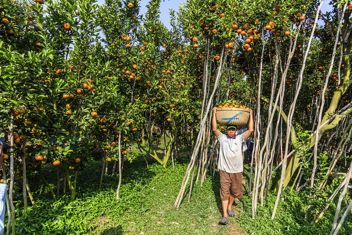 Things to Do in Mekong Delta - Visit Vinh Long Fruit Orchards