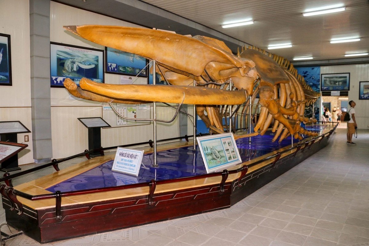 Things to Do in Nha Trang - Visit the National Museum of Oceanography in Nha Trang