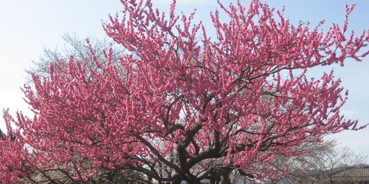 Vietnamese peach blossom Cultural Symbolism