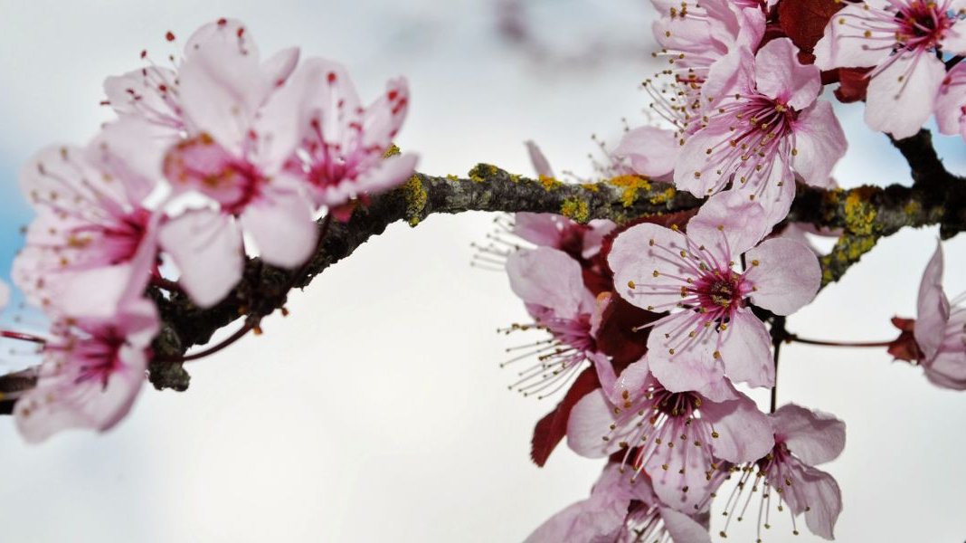 Vietnamese peach blossom Peach Blossom Festivals