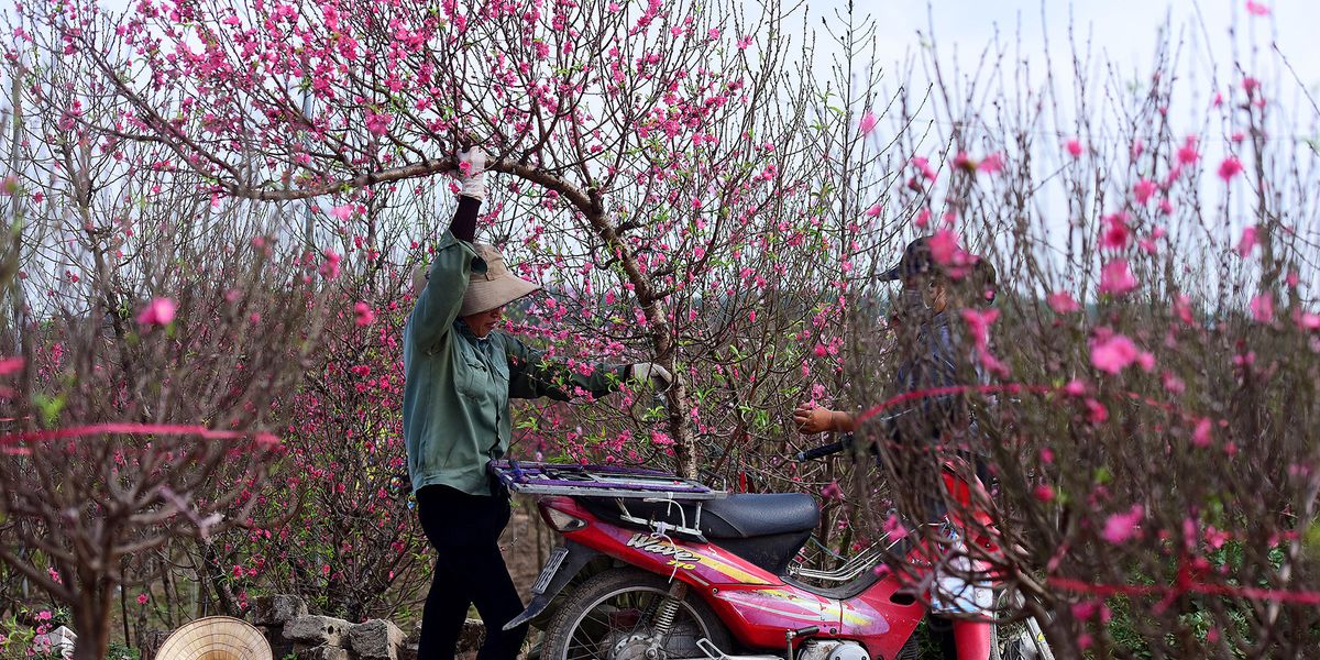 Vietnamese peach blossom Peach Blossoms in Tet Decorations