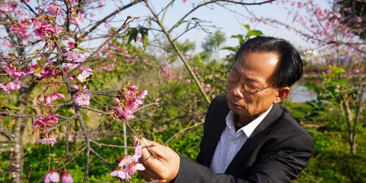 Vietnamese peach blossom Preservation and Conservation Efforts