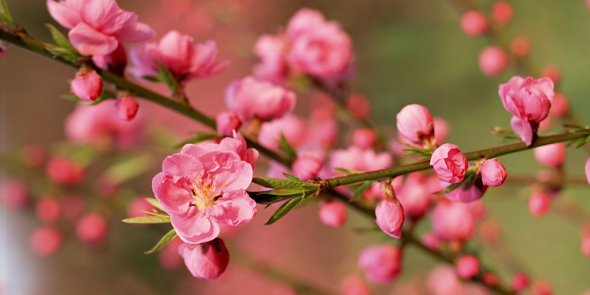 Vietnamese peach blossom Seasonal Blooms