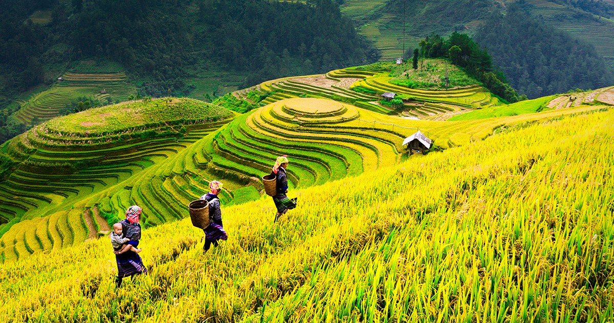 Weather Sapa Autumn in Sapa showcases breathtaking golden fields, providing a great opportunity to capture beautiful photos