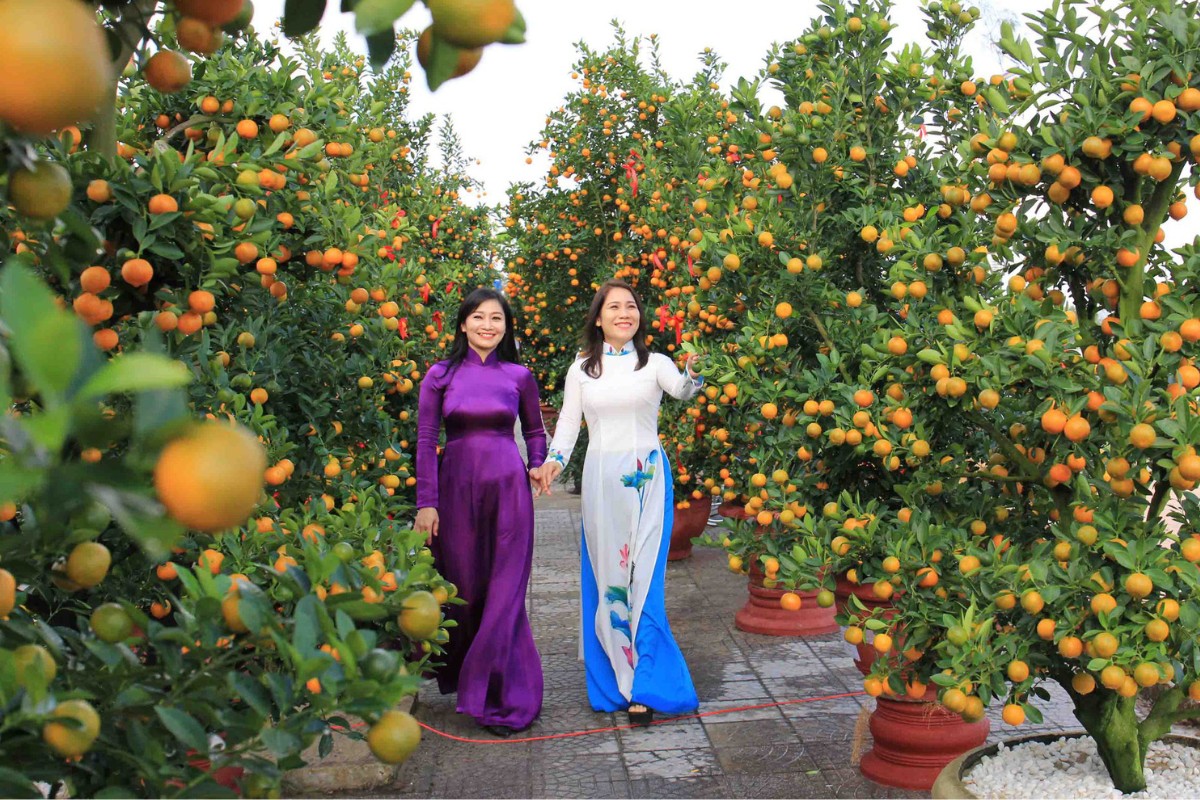 tet vietnamese new year Kumquat and fig trees signify luck and abundance during Tet celebrations in Vietnam