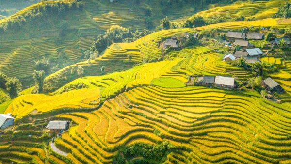 Best Time to Visit Sapa Sapa in autumn will leave you in awe with its breathtaking golden fields