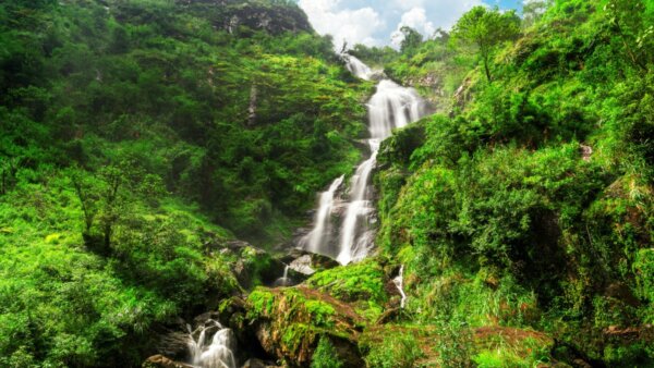 Flora and fauna surrounding Love Waterfall are diverse and vibrant