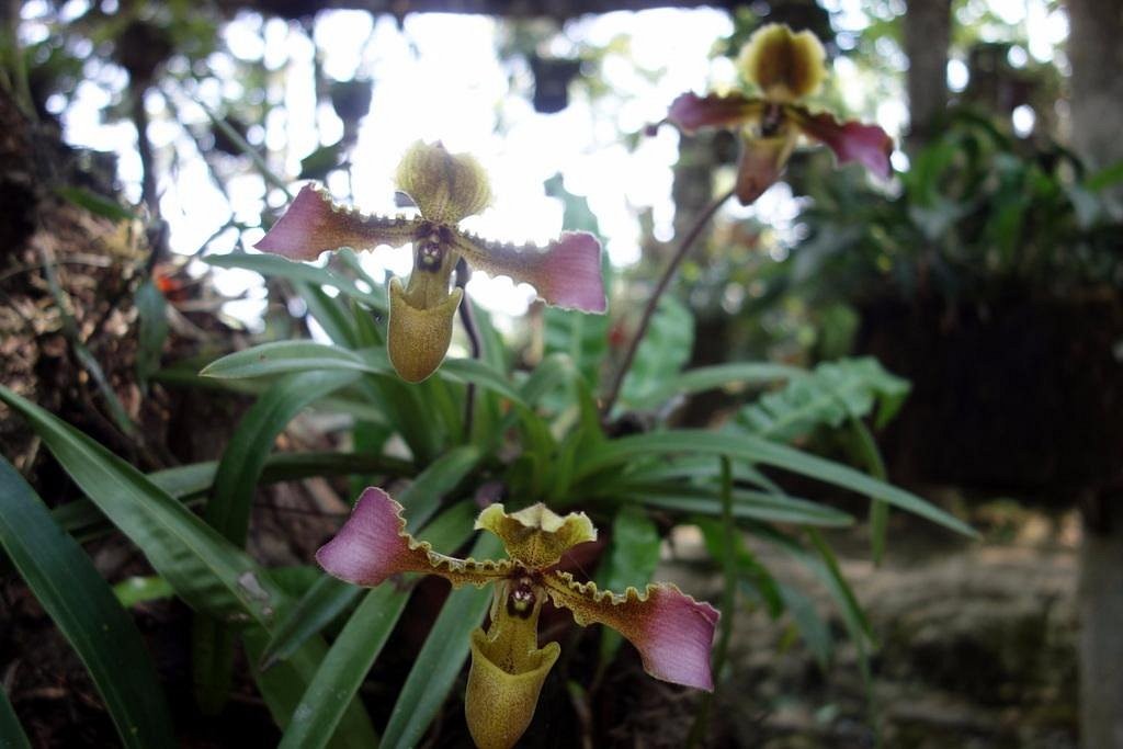 Ham Rong Mountain Orchid Garden, home to various species of orchids