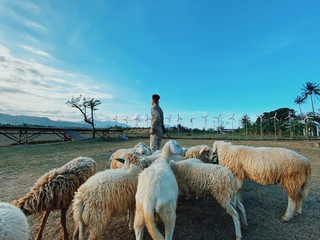 Photographing with a Flock of Sheep is one of the popular things to do in Vung Tau among youngsters