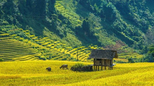 Sapa Valley Nam Cang Valley is a hidden gem in the highlands of Northwestern Vietnam