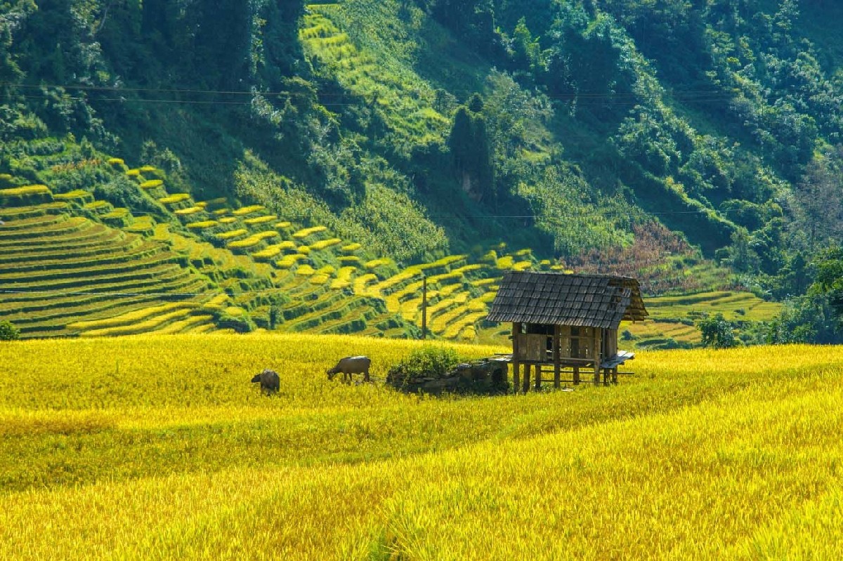 Sapa Valley Nam Cang Valley is a hidden gem in the highlands of Northwestern Vietnam