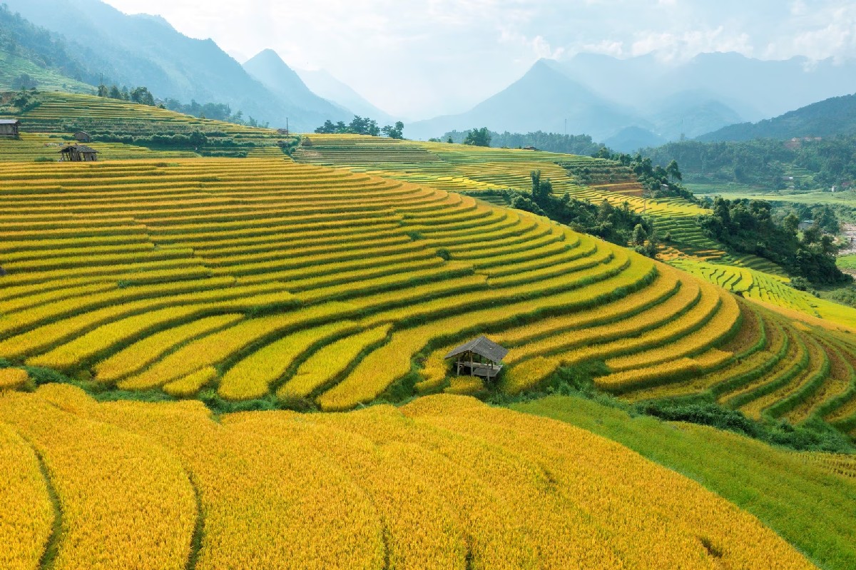 Sapa Valley The breathtaking spectacle of golden rice terraces in Sapa attracts a multitude of tourists
