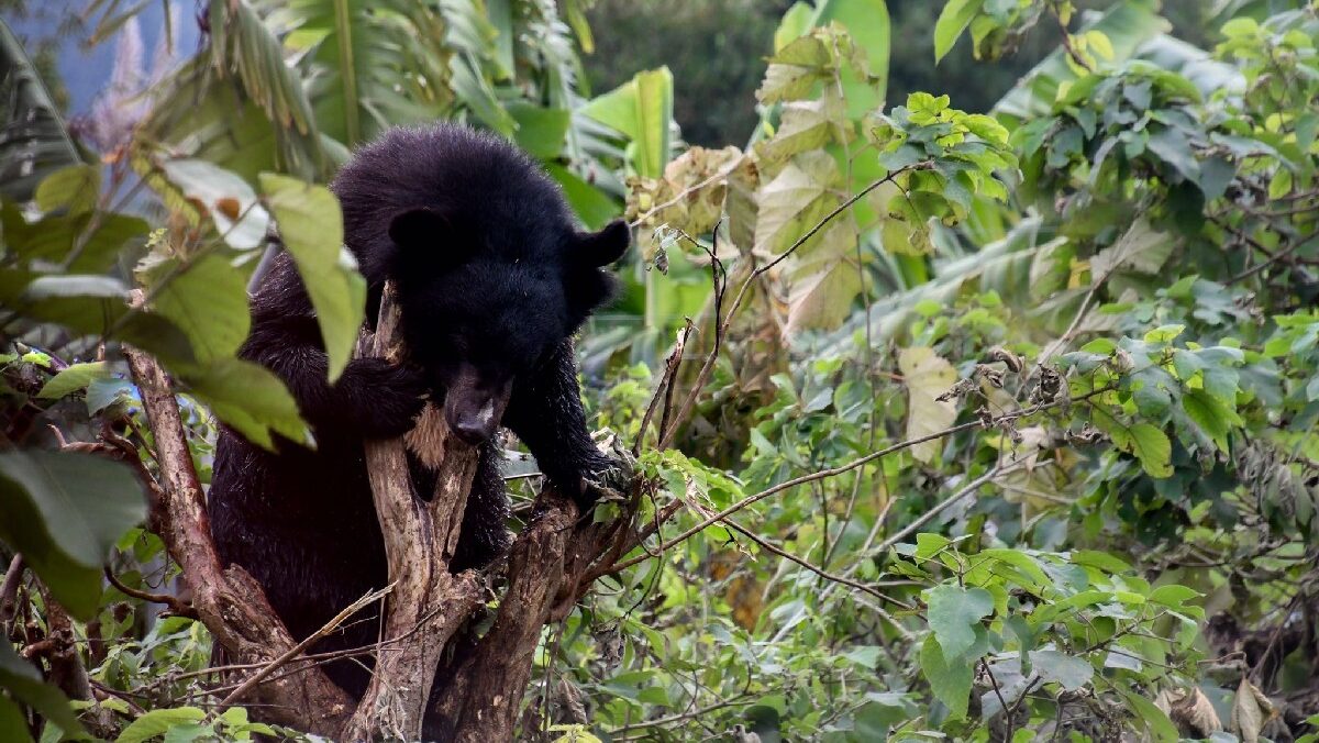 Ninh Binh Bear Sanctuary A visit to Bear Sanctuary Ninh Binh is sure to leave you memorable moments