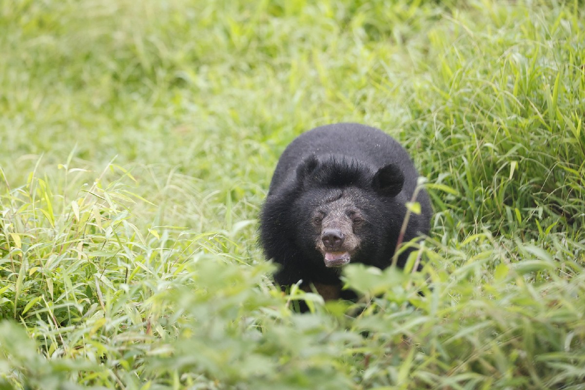 Ninh Binh Bear Sanctuary Bears will have a new happy life in the sanctuary