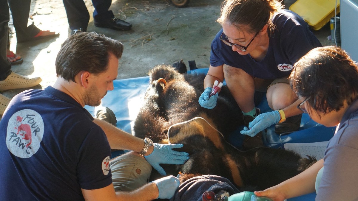 Ninh Binh Bear Sanctuary Since 2017, the team has rescued dozens of bears in Vietnam