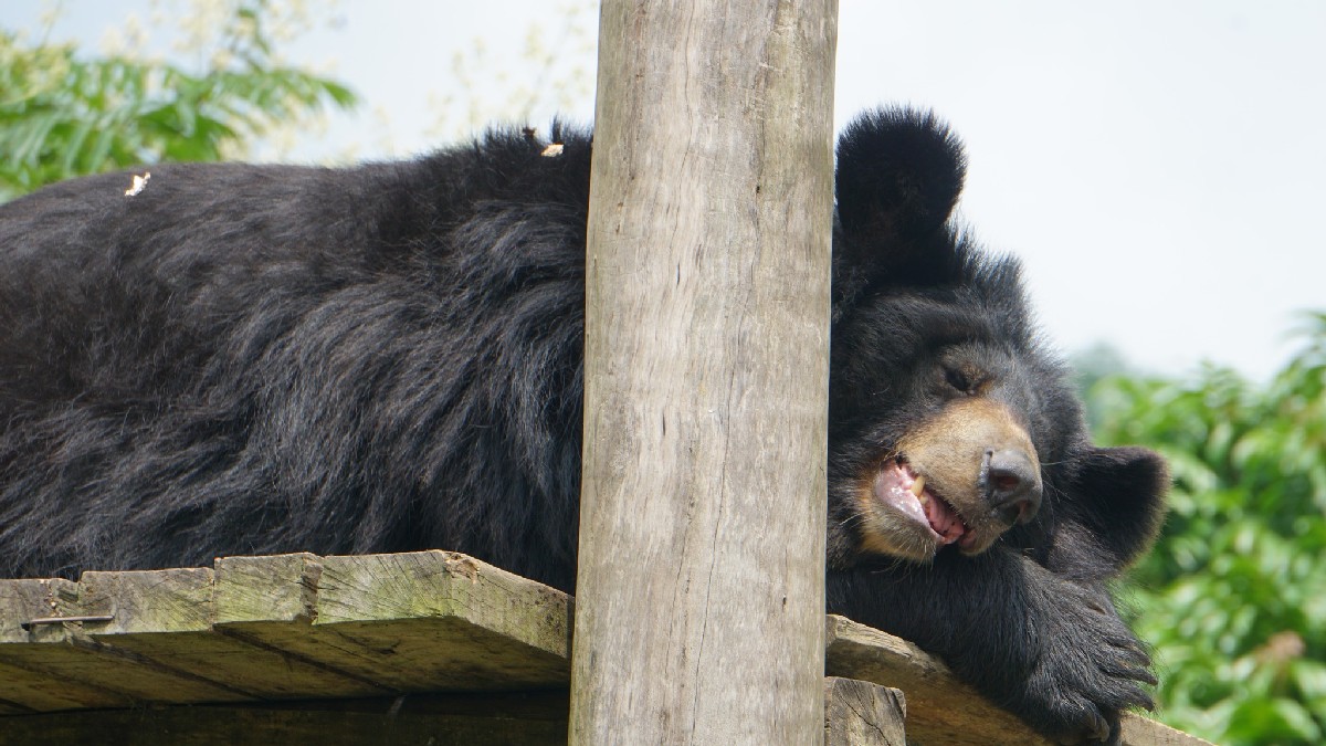 Ninh Binh Bear Sanctuary The bear is relaxing on a wooden platform
