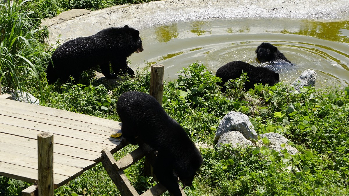 Ninh Binh Bear Sanctuary The bears are immersing themselves in the cool depths of the water