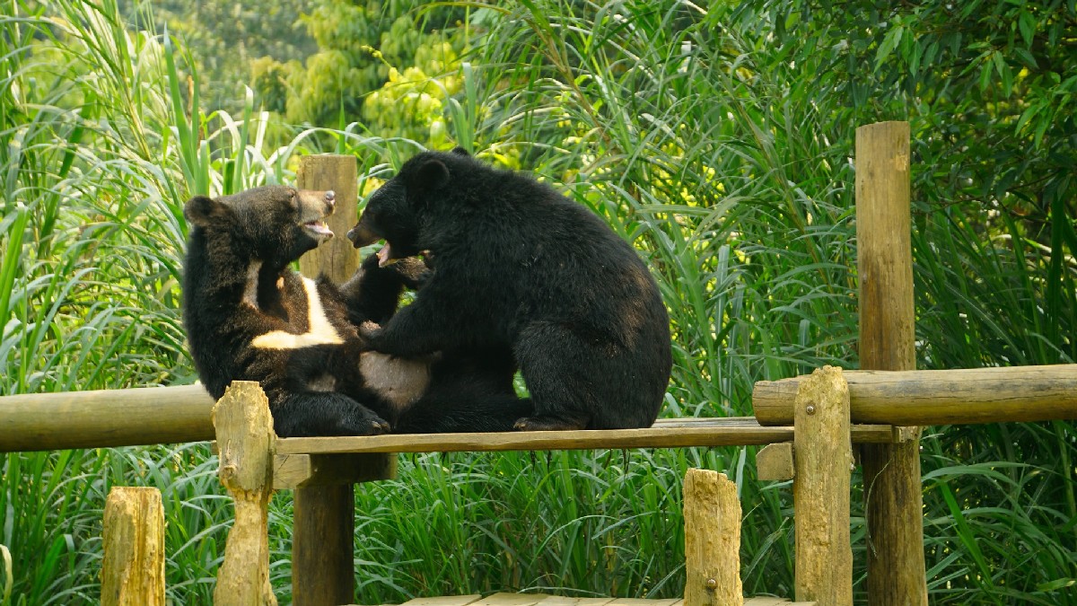 Ninh Binh Bear Sanctuary The bears are playing outside