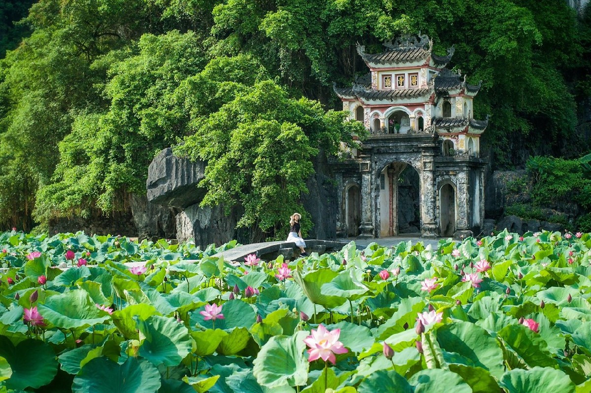 Ninh Binh Temple The beautiful lotus pond outside Bich Dong pagoda in the blooming season