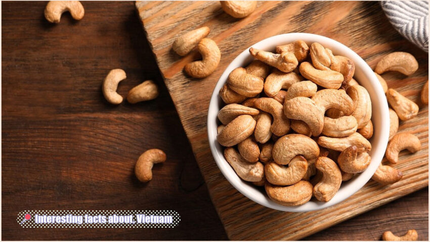 Interesting Facts about Vietnam - Vietnam is the world's largest producer of cashew nuts