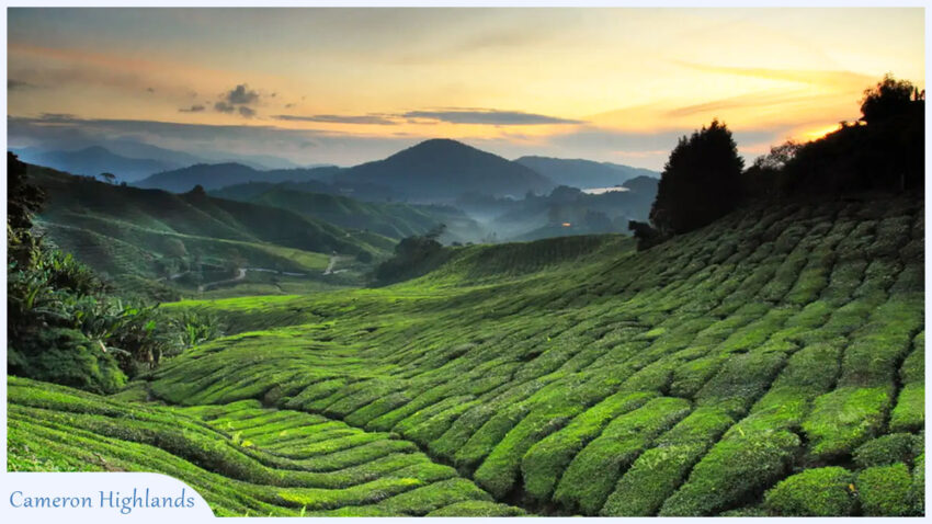 Places in Southeast Asia - Cameron Highlands