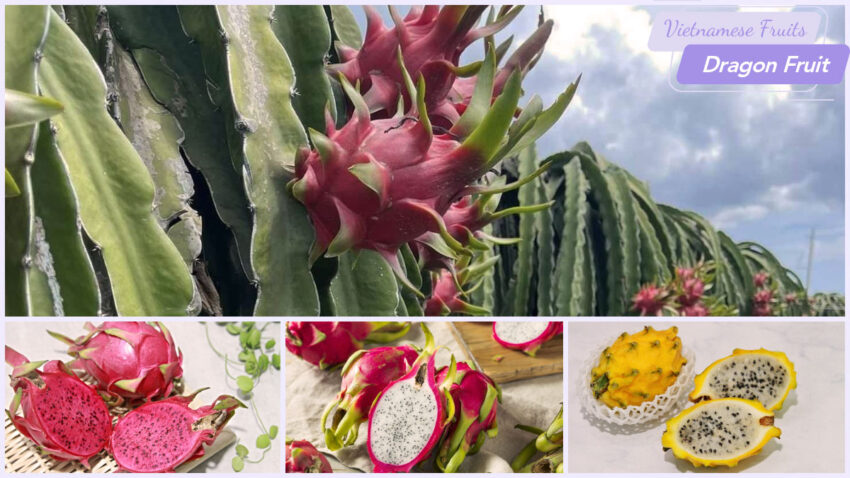 Vietnamese Fruits - Dragon Fruit