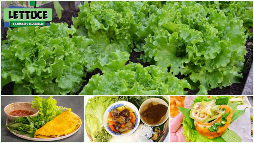 Vietnamese Vegetables - Lettuce