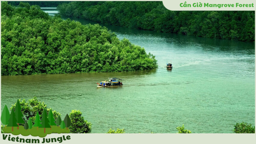 Vietnam Jungle Cần Giờ Mangrove Forest