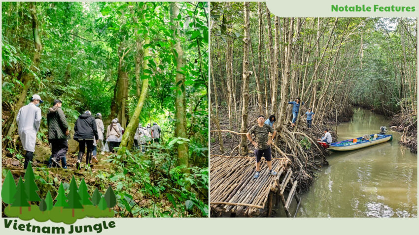 Vietnam jungle offers lush landscapes and rich biodiversity