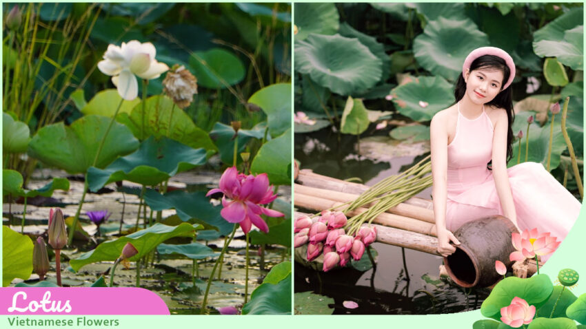 Vietnamese Flowers Lotus, the iconic flower of Vietnam