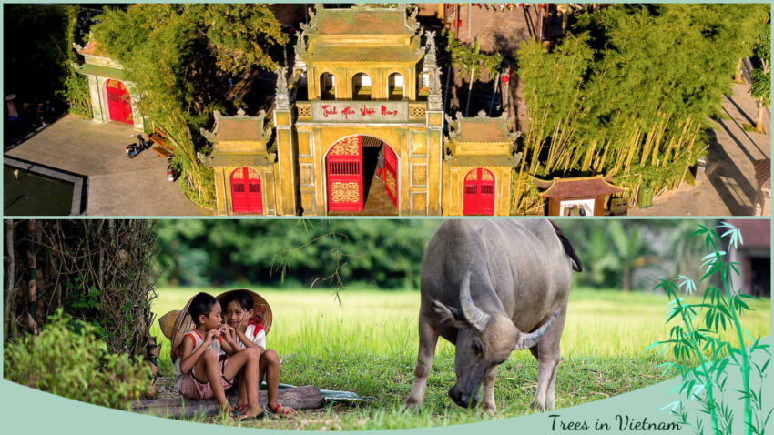 Among various trees in Vietnam, bamboo stands as the symbol of the country