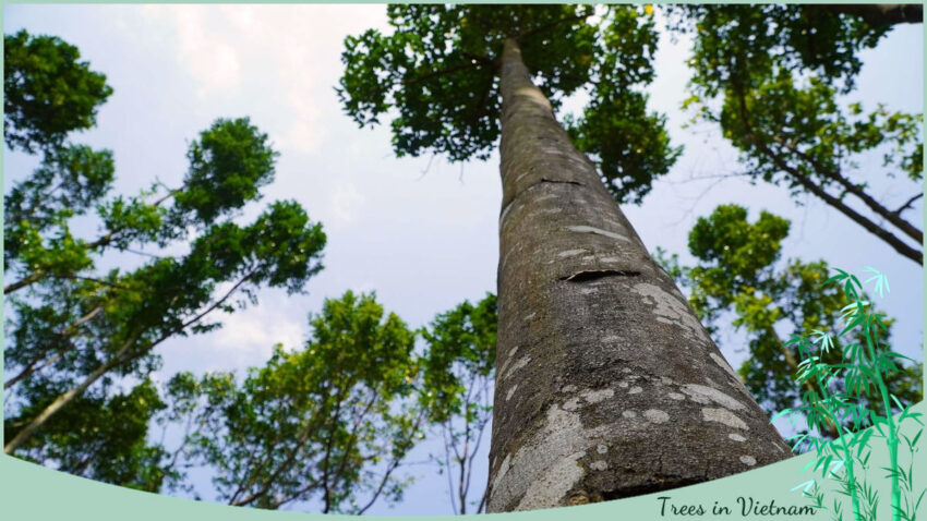 Endangered Tree in Vietnam