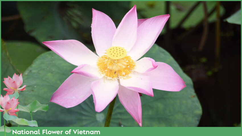 Lotus is widely considered as the national flower of Vietnam